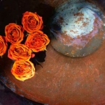 Roses in Bowl, Born To Drum 2023